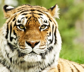 Животные - 22 | Wall-Style