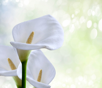 Цветы и растения - 52 | Wall-Style