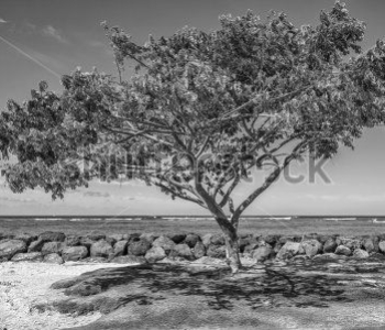 Природа - 524 | Wall-Style