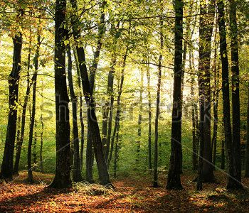 Природа - 161 | Wall-Style