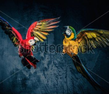 Животные - 64 | Wall-Style