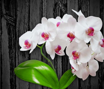 Цветы и растения - 161 | Wall-Style