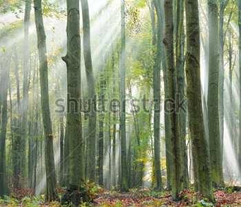 Природа - 181 | Wall-Style