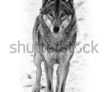 Животные - 92 | Wall-Style