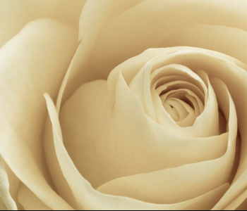 Цветы и растения - 123 | Wall-Style