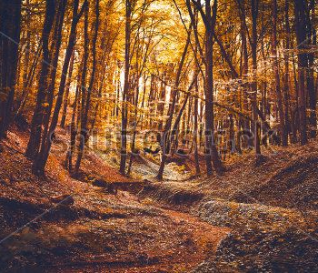 Природа - 155 | Wall-Style