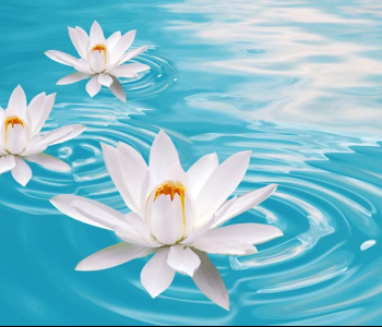 Цветы и растения - 69 | Wall-Style