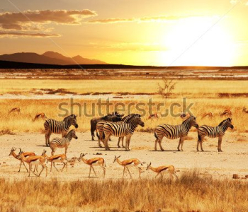 Животные - 35 | Wall-Style