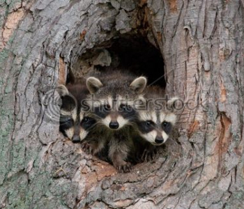 Животные - 249 | Wall-Style