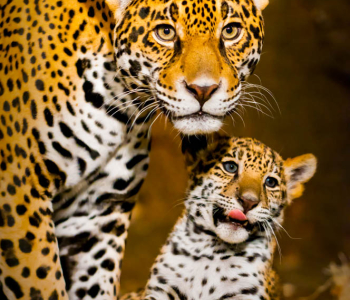 Животные - 4 | Wall-Style