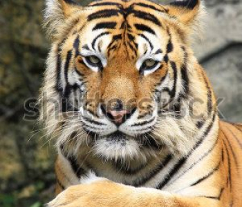 Животные - 66 | Wall-Style