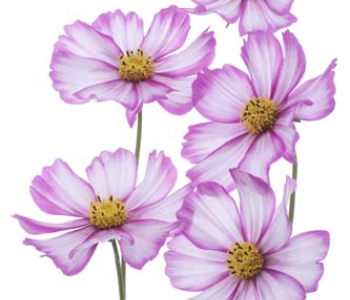 Цветы и растения - 45 | Wall-Style