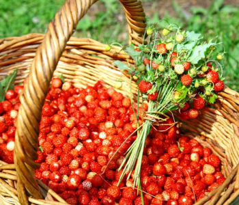 Еда и напитки - 123 | Wall-Style