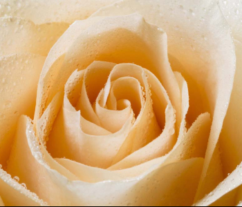 Цветы и растения - 161 | Wall-Style