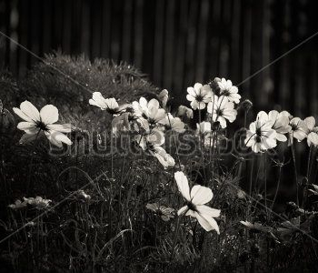 Природа - 487 | Wall-Style