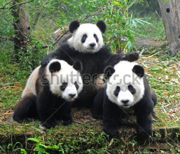 Животные - 22 | Wall-Style