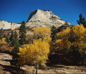 Природа - 448 | Wall-Style