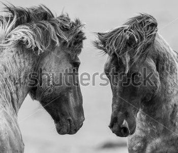 Животные - 88 | Wall-Style