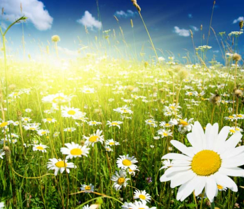 Цветы и растения - 25 | Wall-Style