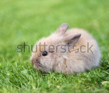 Животные - 238 | Wall-Style