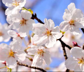 Цветы и растения - 45 | Wall-Style