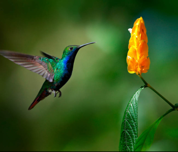 Животные - 92 | Wall-Style