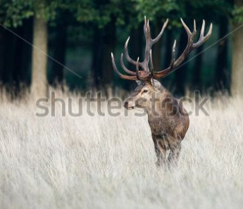 Животные - 217 | Wall-Style