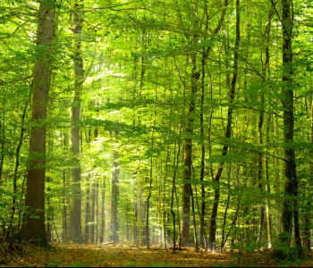 Природа - 57 | Wall-Style