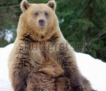 Животные - 68 | Wall-Style