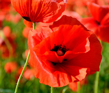 Цветы и растения - 77 | Wall-Style