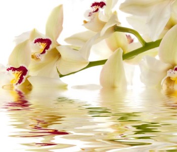 Цветы и растения - 71 | Wall-Style