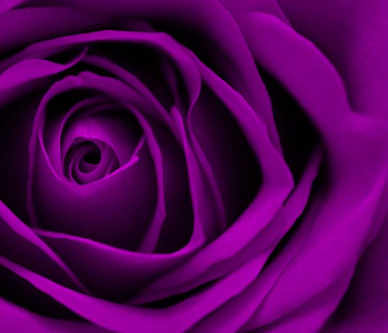 Цветы и растения - 195 | Wall-Style