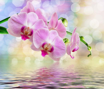 Цветы и растения - 152 | Wall-Style