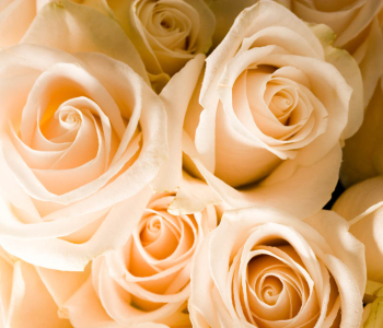 Цветы и растения - 101 | Wall-Style