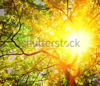 Природа - 110 | Wall-Style