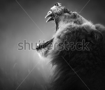 Животные - 52 | Wall-Style