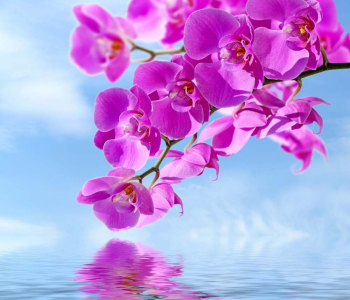 Цветы и растения - 147 | Wall-Style