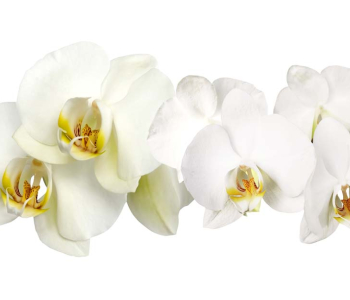 Цветы и растения - 199 | Wall-Style