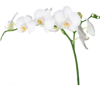 Цветы и растения - 105 | Wall-Style