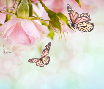 Цветы и растения - 138 | Wall-Style