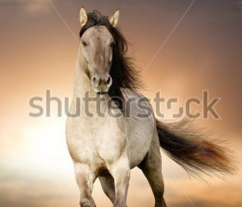 Животные - 59 | Wall-Style