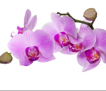 Цветы и растения - 212 | Wall-Style