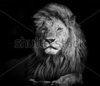 Животные - 52 | Wall-Style