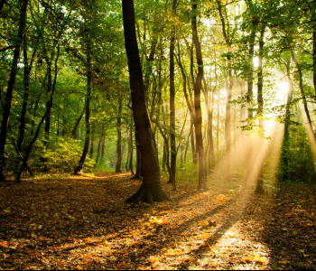 Природа - 36 | Wall-Style