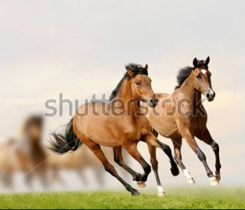 Животные - 77 | Wall-Style