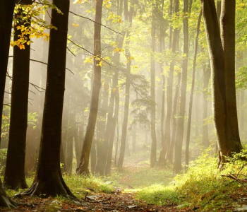 Природа - 65 | Wall-Style