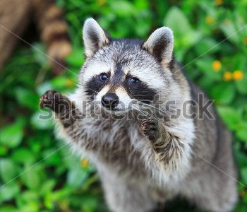 Животные - 332 | Wall-Style