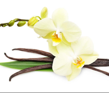 Цветы и растения - 193 | Wall-Style