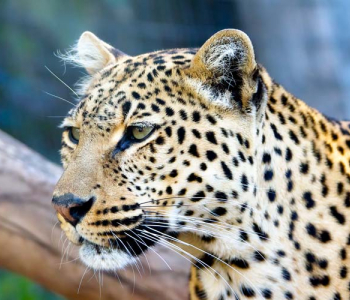 Животные - 16 | Wall-Style