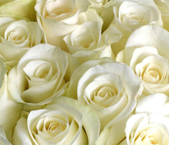 Цветы и растения - 115 | Wall-Style